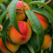 5ft 'Inka' Peach Tree | 9L pot